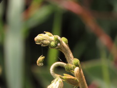 Cyanophrys pseudolongula