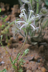 Chaenactis macrantha