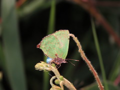 Cyanophrys pseudolongula