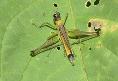 Eumastax