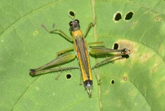 Eumastax