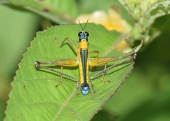 Eumastax
