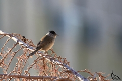Sylvia atricapilla
