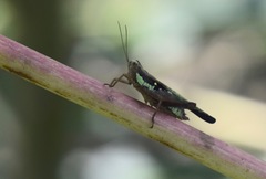 Scaria