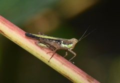 Scaria