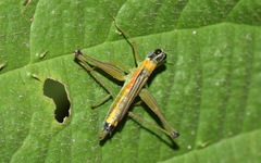 Eumastax