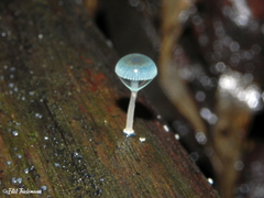 Mycena cyanocephala