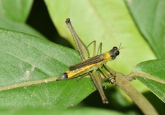 Eumastax