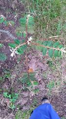 Phyllanthus salviifolius