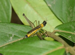 Eumastax