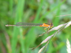 Ischnura asiatica