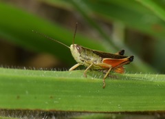 Amblytropidia trinitatis