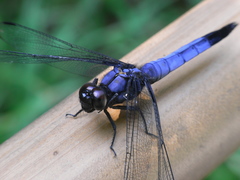Orthetrum melania
