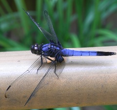 Orthetrum melania