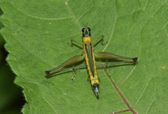 Eumastax