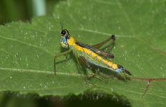 Eumastax