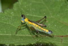 Eumastax