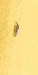 Dendryphantes