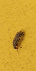 Astylus tucumanensis
