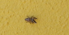 Dendryphantes