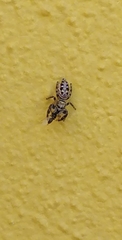 Dendryphantes