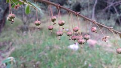 Phyllanthus salviifolius