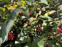 Lindera melissifolia