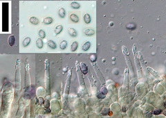 Melanoleuca exscissa