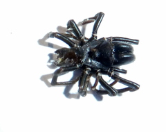 Atypus affinis