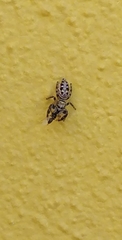 Dendryphantes