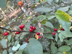 Lindera melissifolia