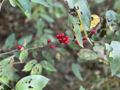 Lindera melissifolia