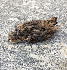 Scolopax minor