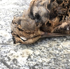 Scolopax minor