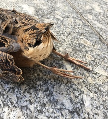Scolopax minor