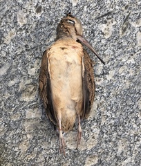 Scolopax minor