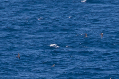 Onychoprion fuscatus