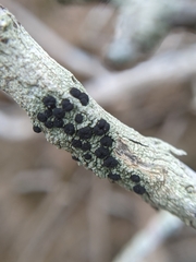 Tephromelataceae