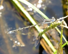 Lestes australis