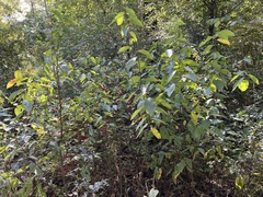 Lindera melissifolia