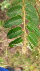 Phyllanthus salviifolius