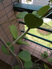 Hoya kerrii