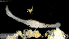 Aeolosoma