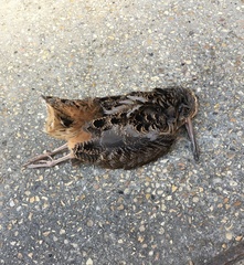 Scolopax minor