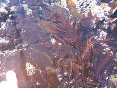 Grateloupia californica