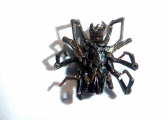 Atypus affinis