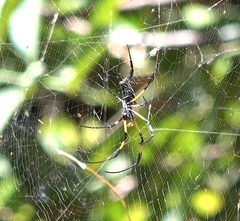 Nephila comorana