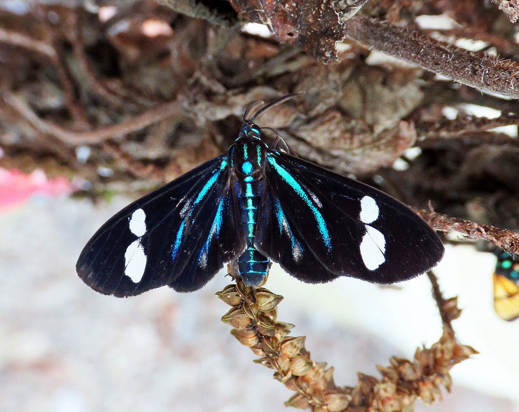 Agyrta porphyria