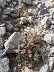Chylismia arenaria