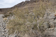 Psorothamnus schottii